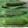 colias hyale larva2 volg11